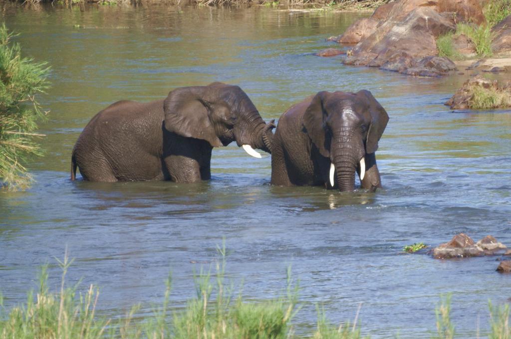 Kruger River Holiday Home Marloth Park Bagian luar foto