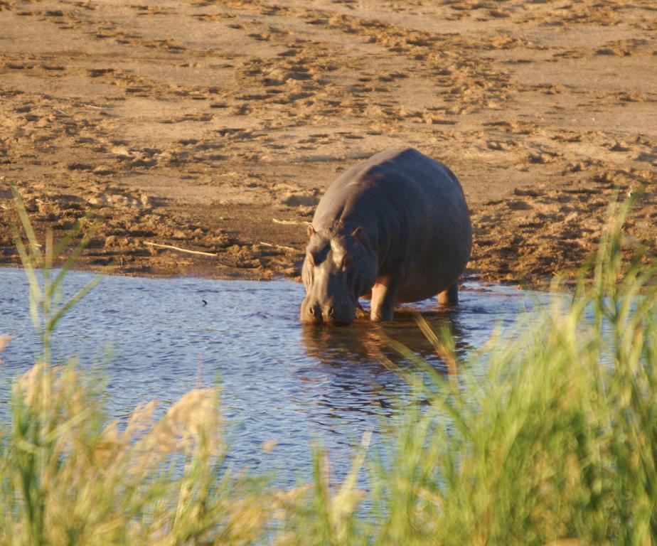 Kruger River Holiday Home Marloth Park Bagian luar foto